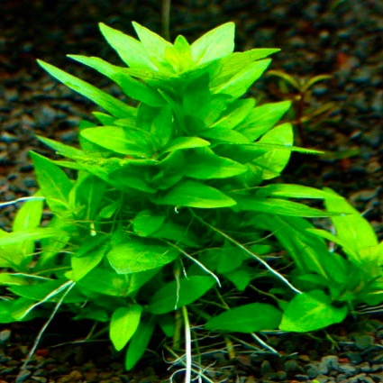 Staurogyne sp.repens in pot